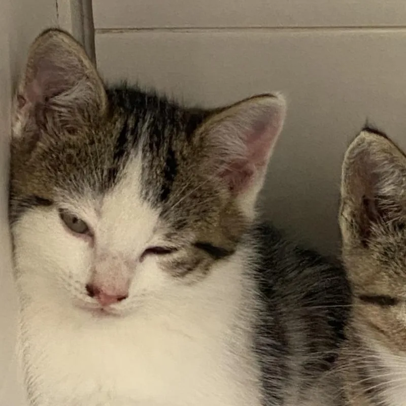 A baby small-sized male Domestic Short Hair cat named "Vinegar Tom" for adoption in Perkiomenville, PA