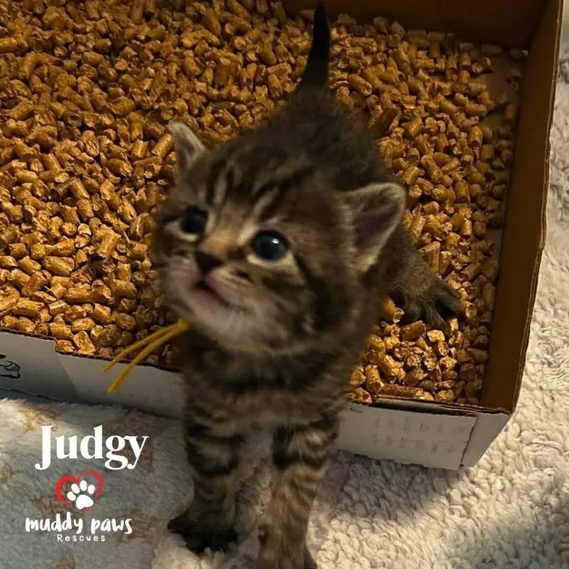 A baby small-sized female Domestic Short Hair cat named Legal Litter: Judgy for adoption in Council Bluffs, IA