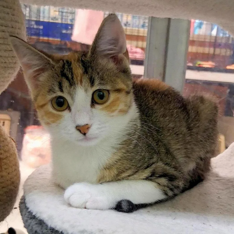 A baby medium-sized female Calico cat named Lacy microwaveboxlitter for adoption in Houston, TX