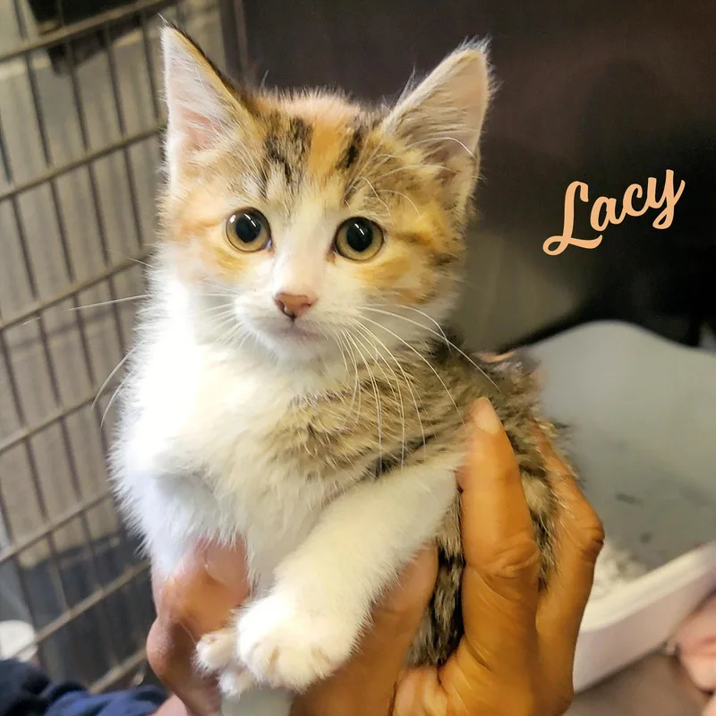 Lacy microwaveboxlitter thumbnail 2