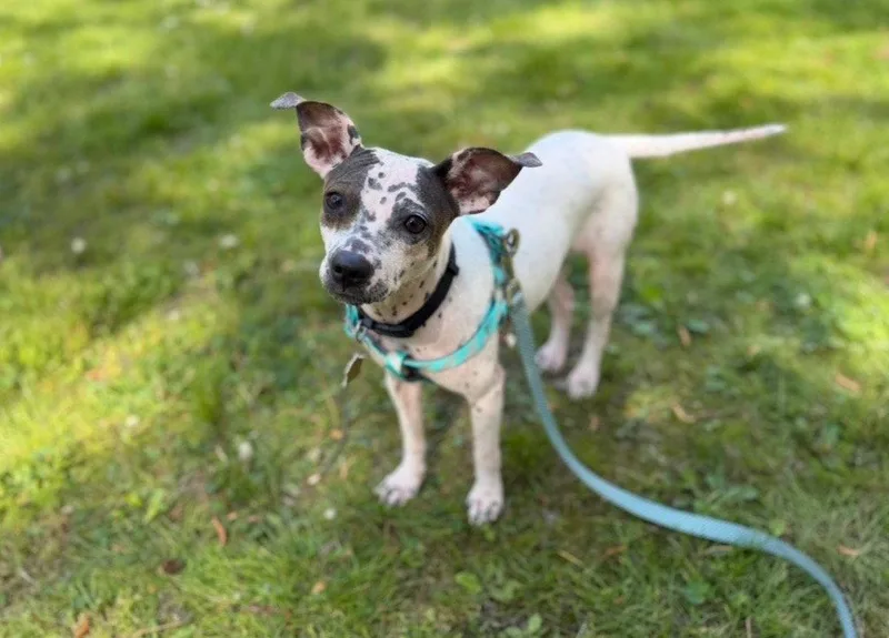A young medium-sized female Chihuahua dog named Bijou for adoption in Ellijay, GA