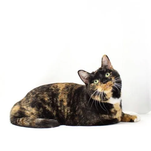 Irmagene thumbnail 2