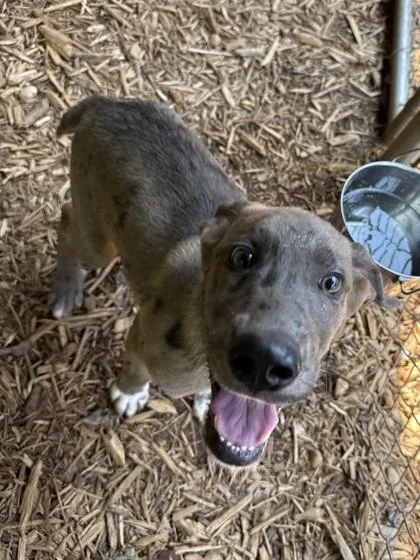 A baby medium-sized male Catahoula Leopard Dog dog named Mr. Speckles for adoption in Cumming, GA