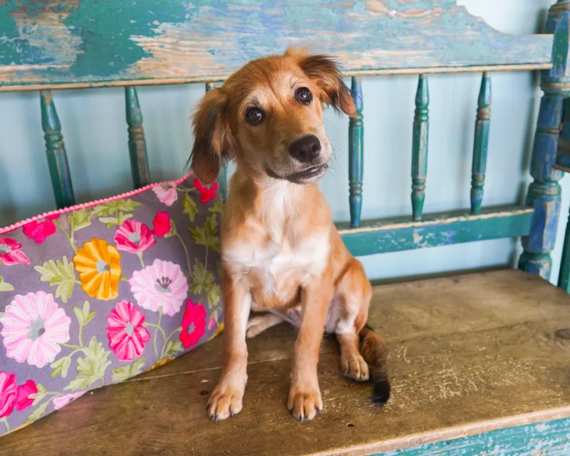 A baby medium-sized female Golden Retriever dog named Juniper for adoption in San Antonio, TX