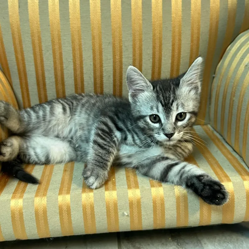 A baby small-sized male Brown / Chocolate Domestic Medium Hair cat named Stinger for adoption in Granville, OH