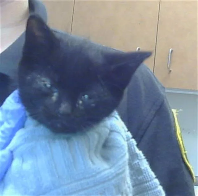 A baby small-sized male Domestic Short Hair cat named Troy for adoption in Sacramento, CA