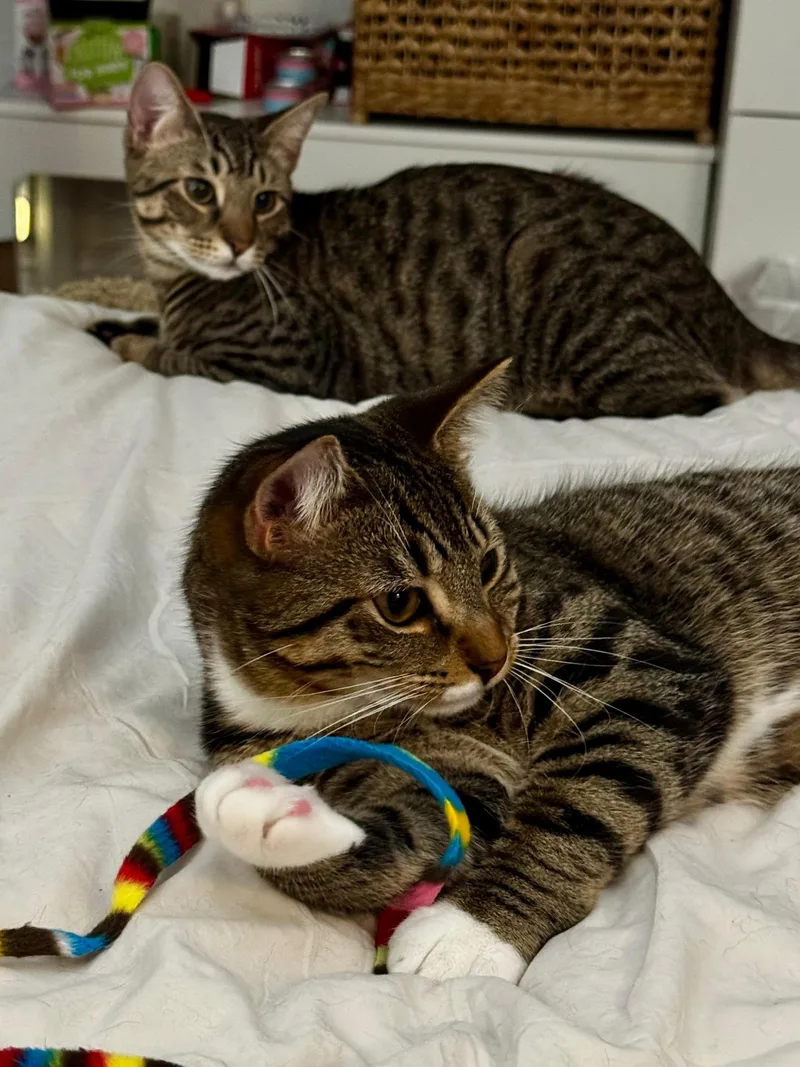 Tracker & Scout thumbnail 2