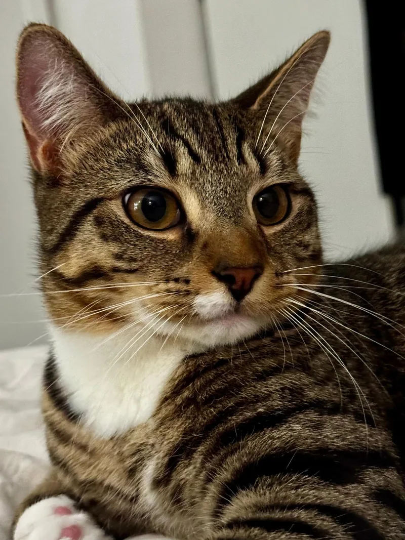 Tracker & Scout thumbnail 4