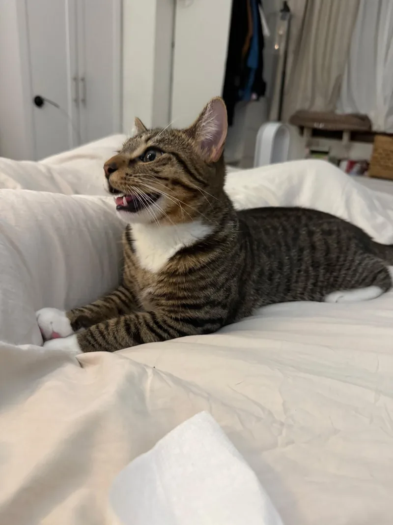 Tracker & Scout thumbnail 5