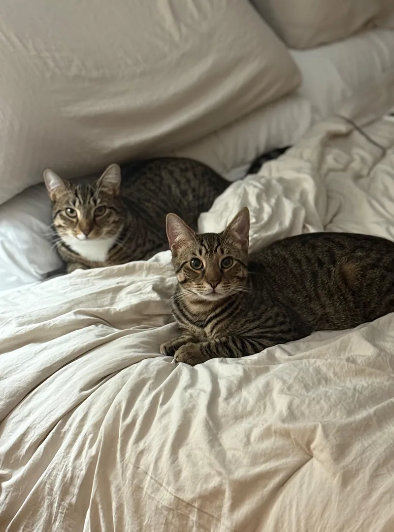 Tracker & Scout thumbnail 6