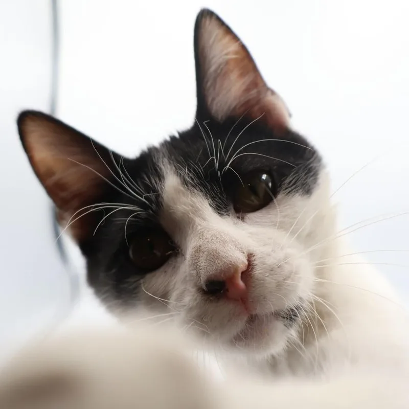 A young medium-sized male Tuxedo cat named Adolin for adoption in Springfield, MO