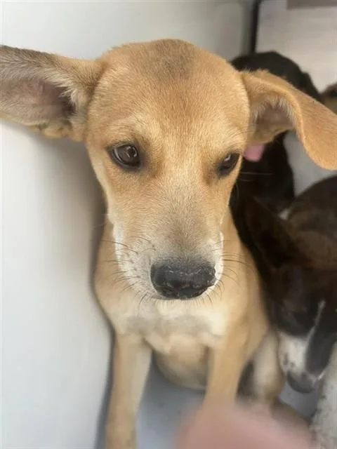 A baby medium-sized female German Shepherd Dog dog named A for adoption in Houston, TX