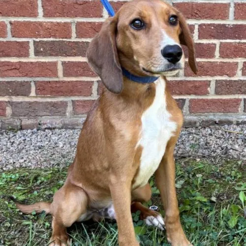 A baby small-sized female Hound dog named Santana for adoption in Washington DC, DC