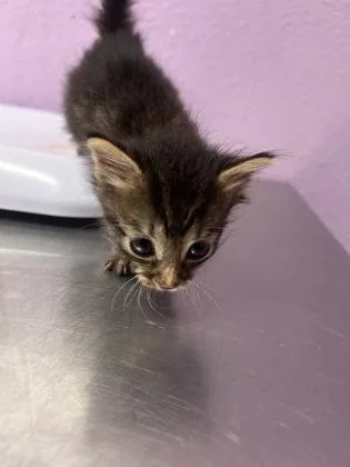 A baby small-sized male Domestic Short Hair cat named 61553247 for adoption in El Paso, TX