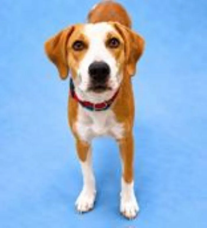 An adult large-sized male Hound dog named Knox for adoption in Hilton Head Island, SC
