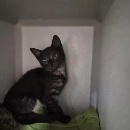 A baby small-sized female Domestic Short Hair cat named Pacha for adoption in Sacramento, CA