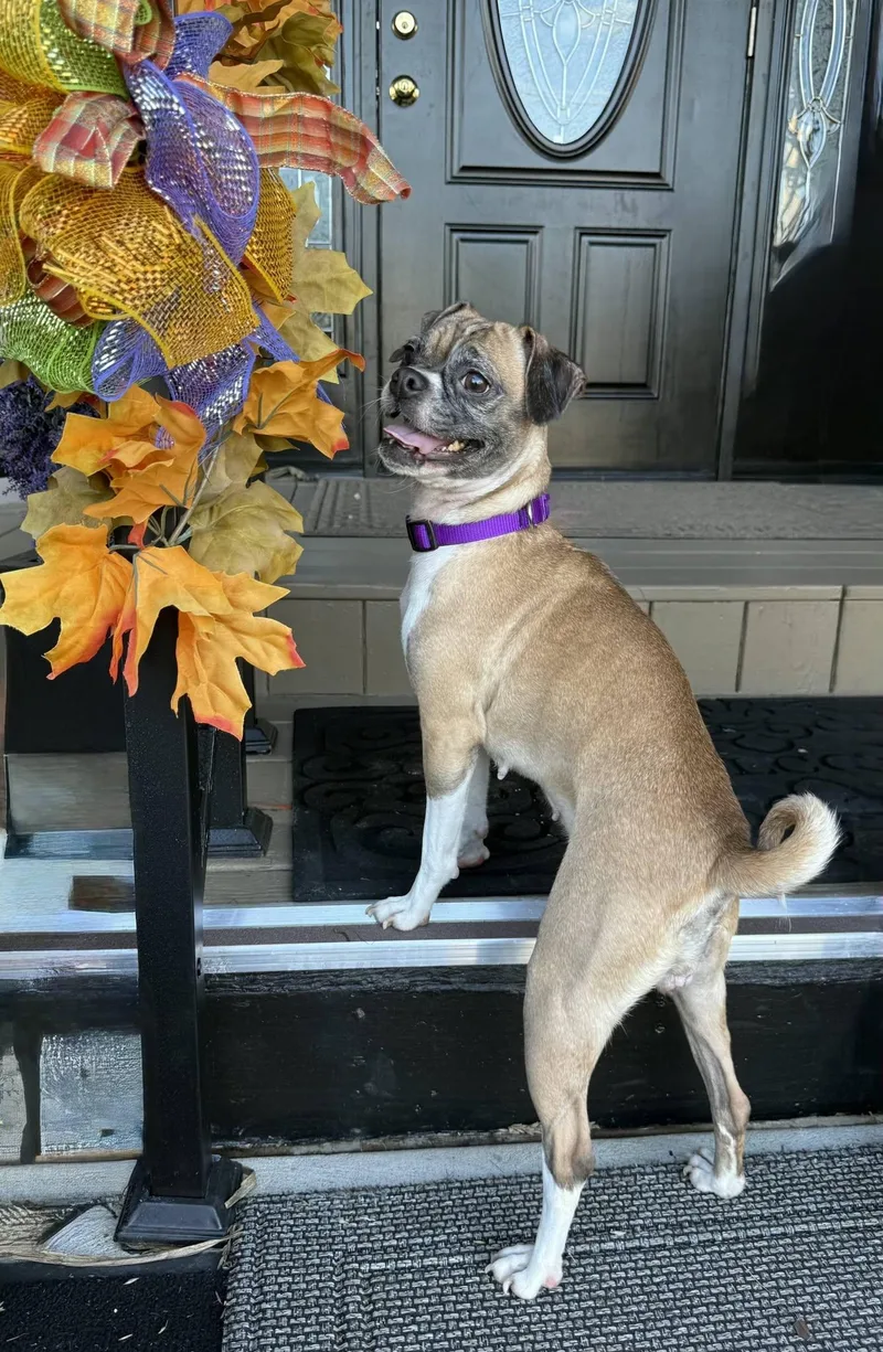 A young small-sized female Yellow / Tan / Blond / Fawn Puggle dog named Georgia for adoption in East Sparta, OH
