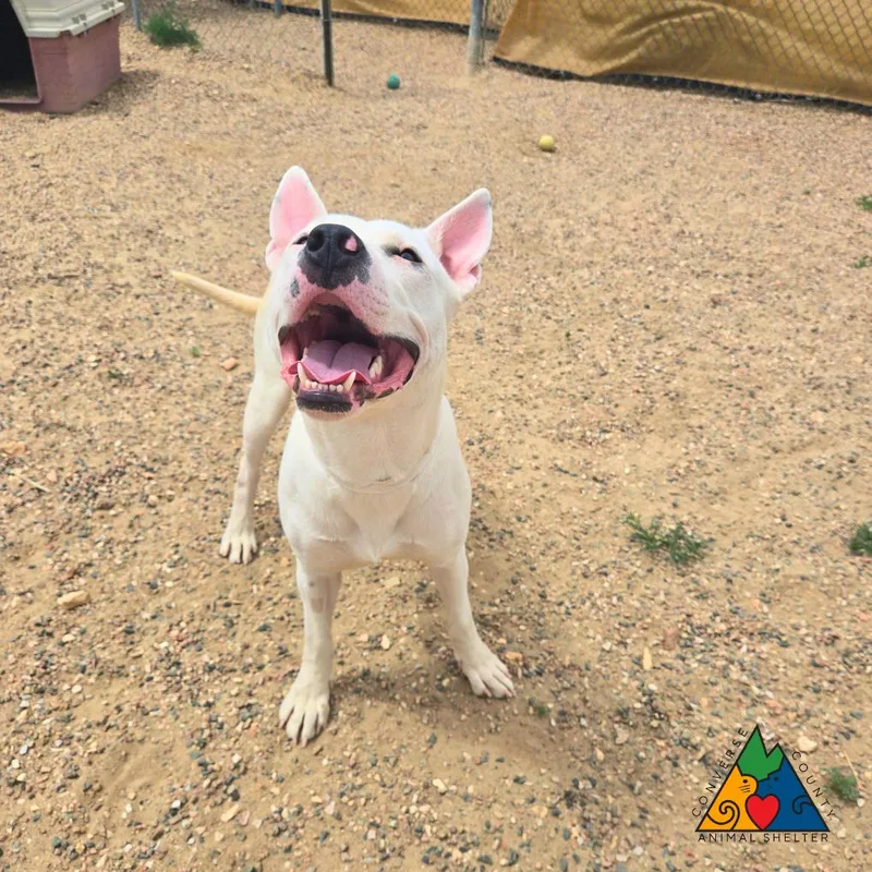 A young medium-sized male White / Cream Staffordshire Bull Terrier dog named Boulder for adoption in Douglas, WY