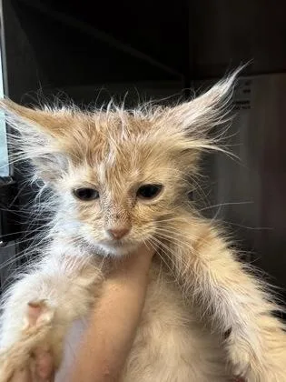 A baby small-sized female Domestic Short Hair cat named Magnolia for adoption in Lafayette, IN