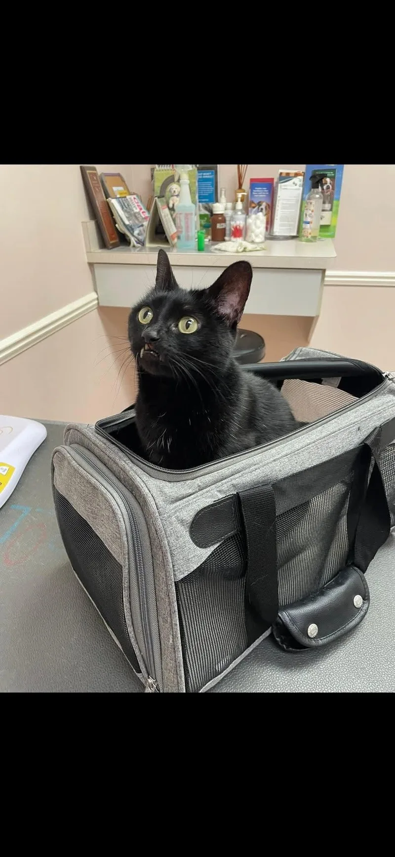A senior medium-sized female Black Domestic Short Hair cat named Baby for adoption in Ann Arbor, MI