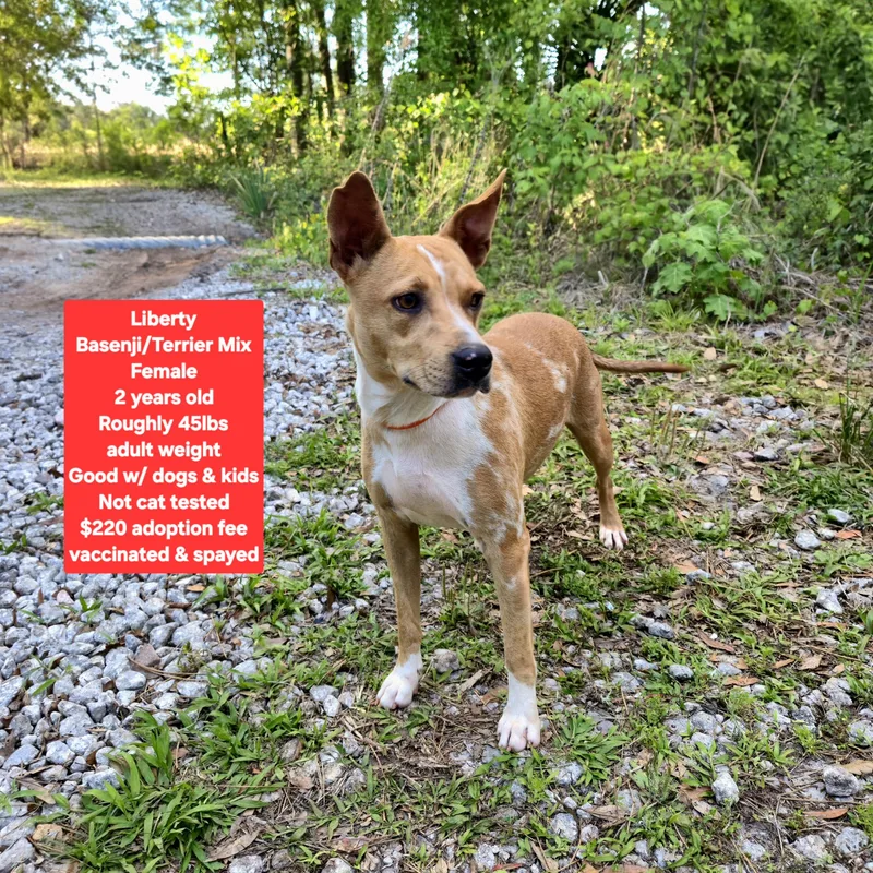 An adult medium-sized female Basenji dog named Liberty for adoption in Oviedo, FL