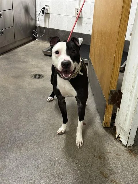 A young medium-sized male Pit Bull Terrier dog named Chase for adoption in Upper Marlboro, MD