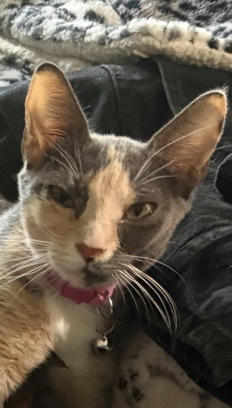 An adult medium-sized female Calico cat named Lucy Lou for adoption in Orlando, FL
