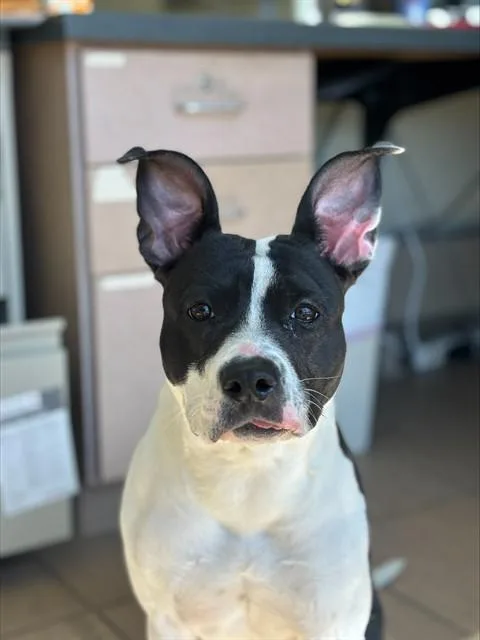 Ms. Dobby