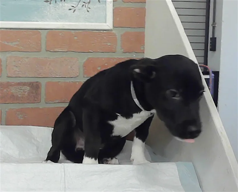 A baby small-sized female Staffordshire Bull Terrier dog named Nova for adoption in Houston, TX