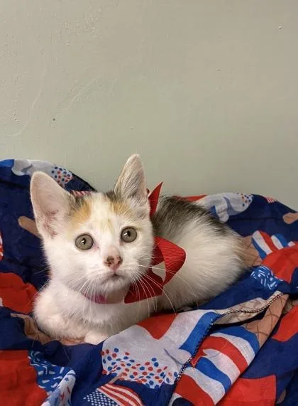 A baby medium-sized female Domestic Short Hair cat named Sourdough for adoption in Picayune, MS