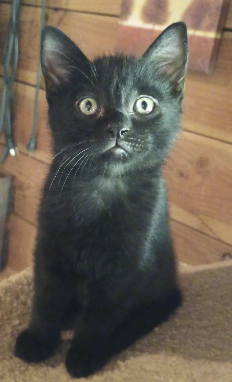 A baby medium-sized male Black Domestic Short Hair cat named Lyle for adoption in Othello, WA