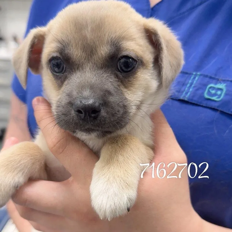 A baby small-sized male Chihuahua dog named Hippity for adoption in Chico, CA