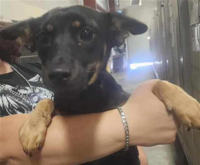 A young medium-sized female Terrier dog named Stacie for adoption in Bakersfield, CA