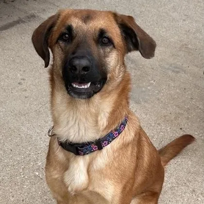 A young medium-sized female Brown / Chocolate Retriever dog named Sandy for adoption in The Colony, TX