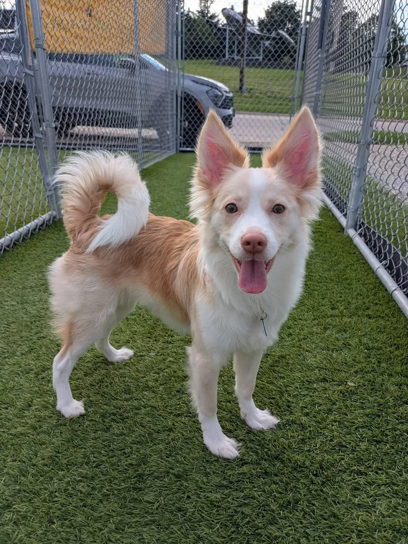 A baby small-sized female Apricot / Beige Pomsky dog named Gidget for adoption in Cedar Rapids, IA