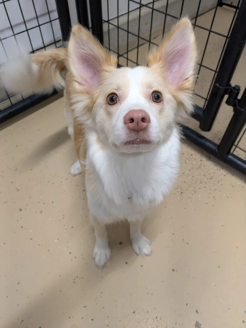Gidget thumbnail 2