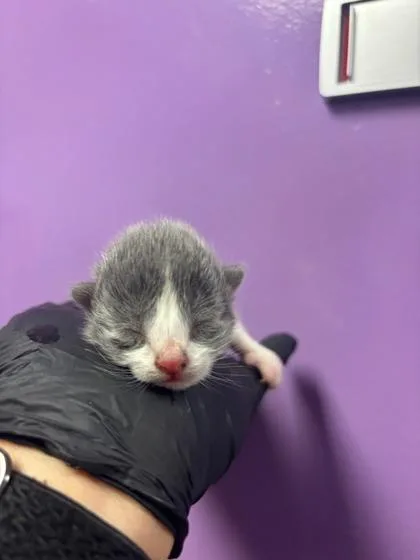 A baby small-sized male Gray / Blue / Silver Domestic Short Hair cat named 60658885 for adoption in El Paso, TX