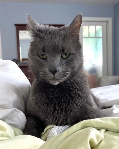 A senior medium-sized male Domestic Short Hair cat named Smudge for adoption in Washington, DC