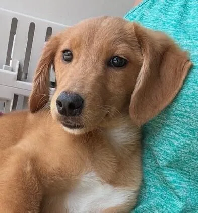Pup Buttercream