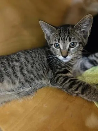 A baby small-sized male Domestic Short Hair cat named Walnut for adoption in Bellevue, WA