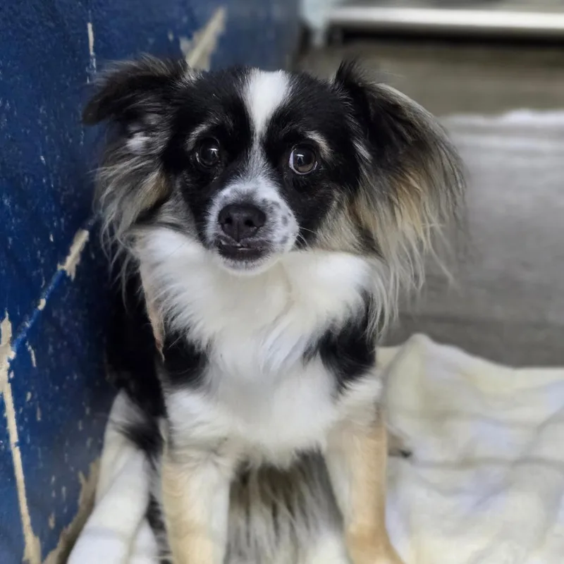 An adult small-sized male White / Cream Chihuahua dog named Jesse for adoption in San Jacinto, CA