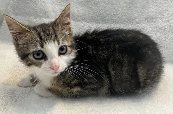 A baby small-sized male Domestic Short Hair cat named Paperclip for adoption in Staten Island, NY