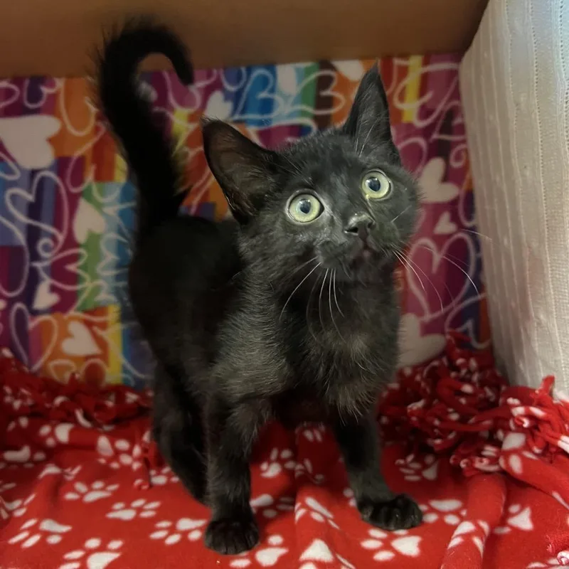 A baby small-sized male Black Domestic Medium Hair cat named Binx for adoption in Naples, FL