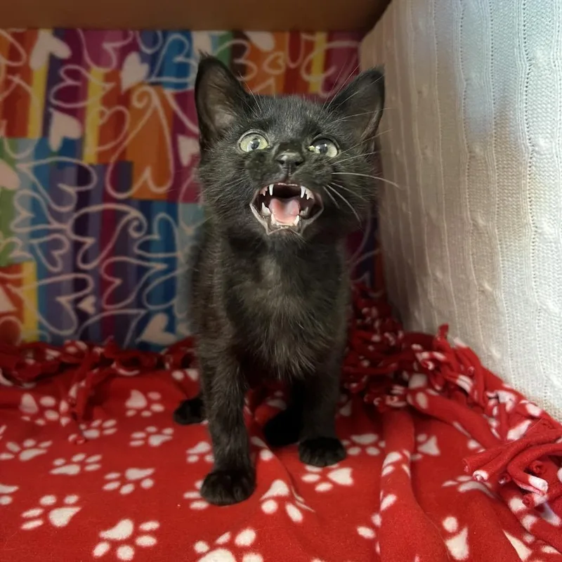 Binx thumbnail 2