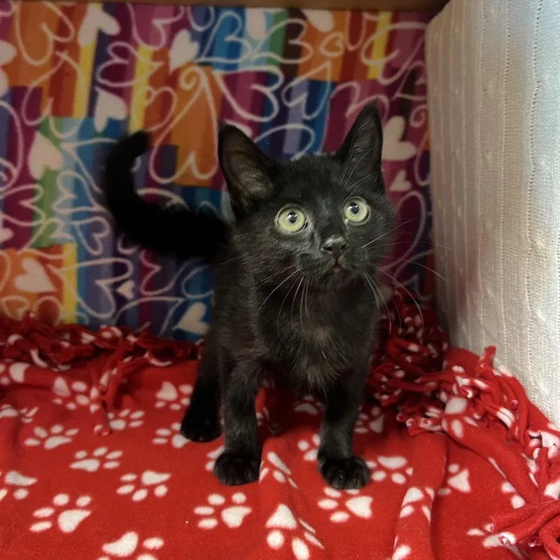 Binx thumbnail 3