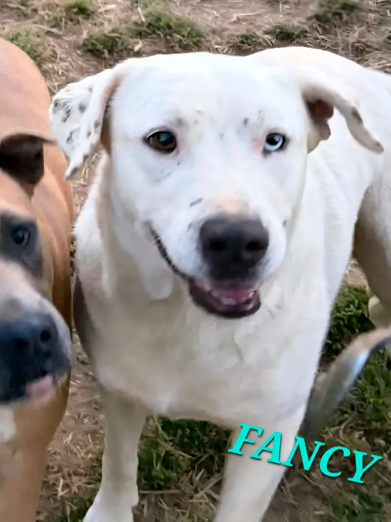 Fancy  Needs Summer