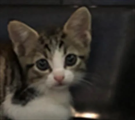 A baby medium-sized female Domestic Short Hair cat named Gwinn for adoption in Houston, TX