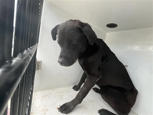 An adult medium-sized male Labrador Retriever dog named A for adoption in Houston, TX