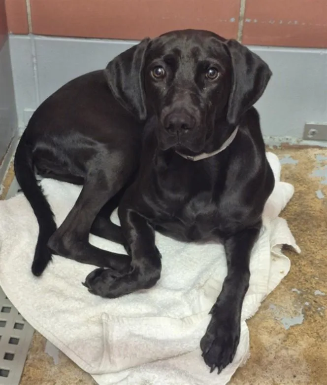 A young medium-sized female Labrador Retriever dog named Pineapple for adoption in Houston, TX