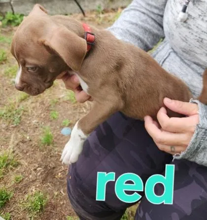 A baby small-sized female Terrier dog named Red for adoption in Conway, SC